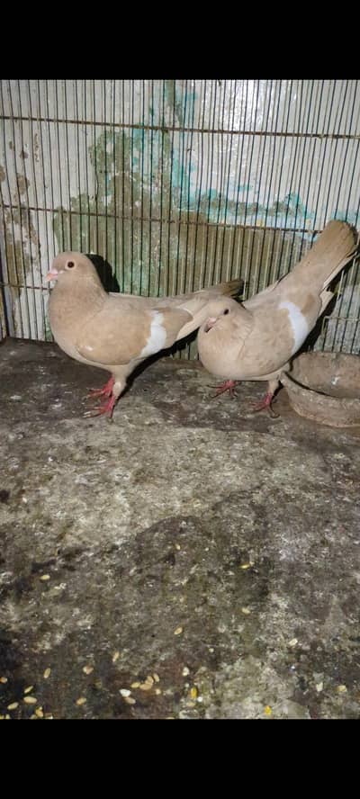 100% breeder pairs forsale contact# 03182941081 for whatsapp