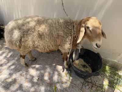 Sheep