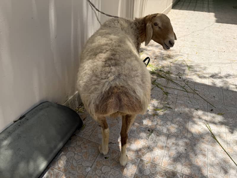 Sheep 1