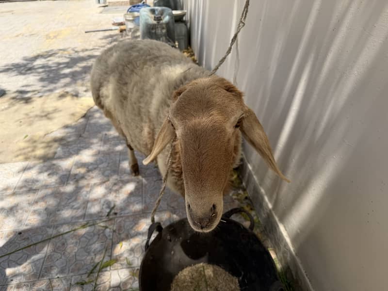 Sheep 2