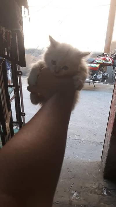 Beautiful cat pure Persian