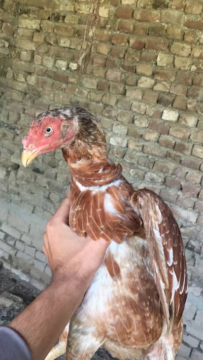 Aseel mianwali breed