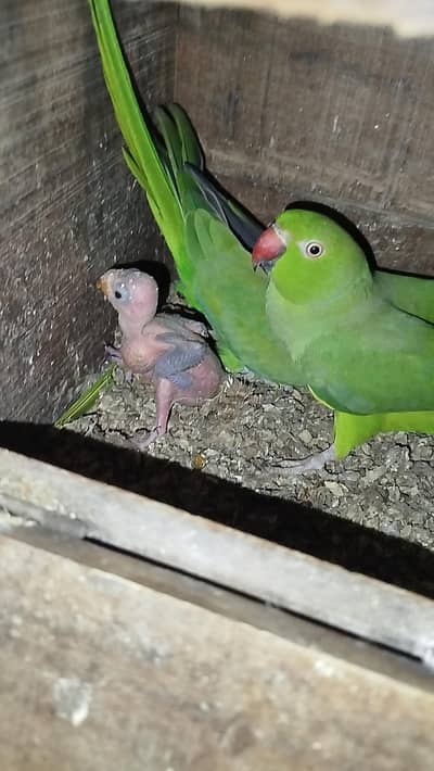 Green Ringneck chick