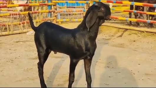Qurbani ke liye Bakra for sale call _03228068308