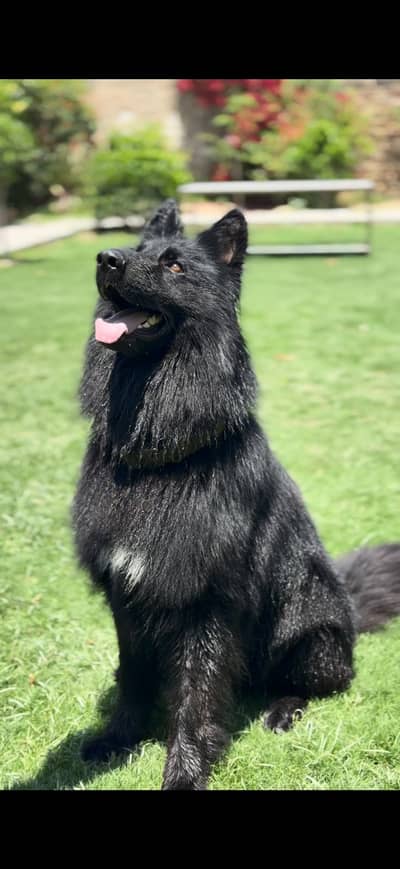 Black German shepherd