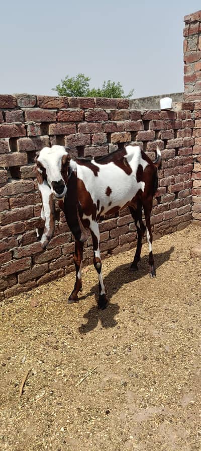 Goat Sale