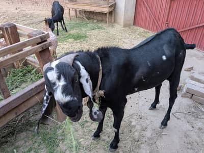 Qurbani Ka Healthy Bakra For Sale