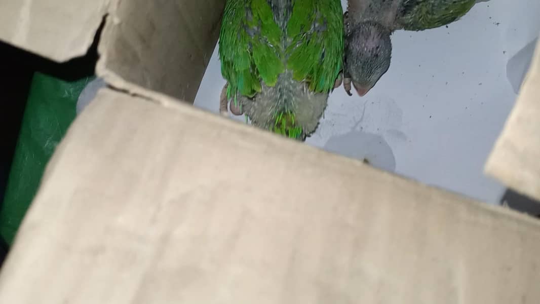 Ringneck 0