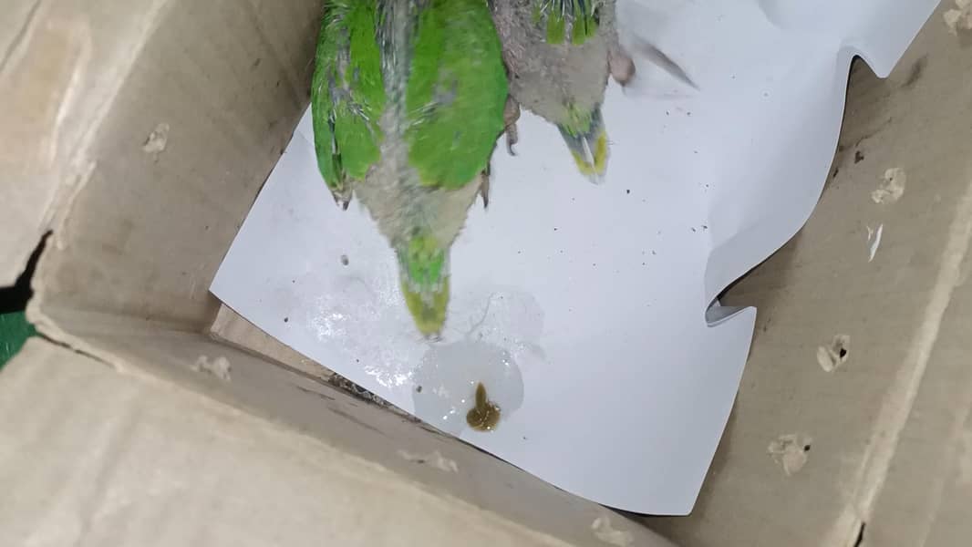 Ringneck 1