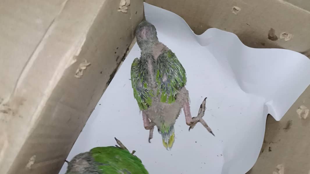 Ringneck 2