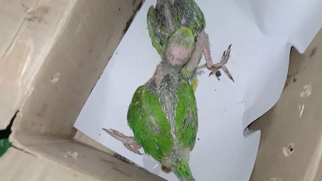 Ringneck 3