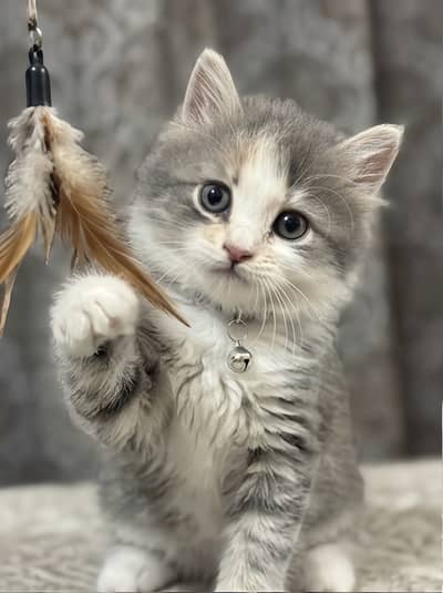 Persian Female Kitten Double Coated