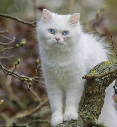 Russian cat for sale