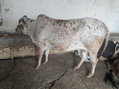 Young Female Wachi For sale