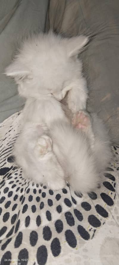 3months Persian double coated white cat