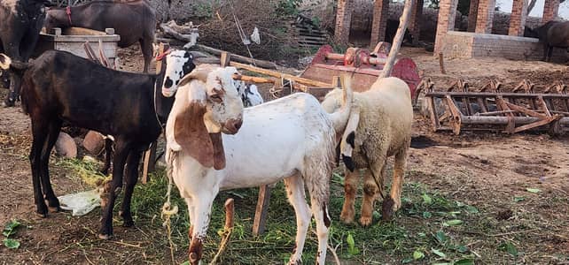 goat meal for qurbani
