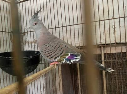 crested dove ready to breed pair for sale