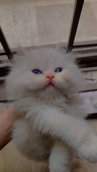 Persian Himalayan kittens with blue eyes