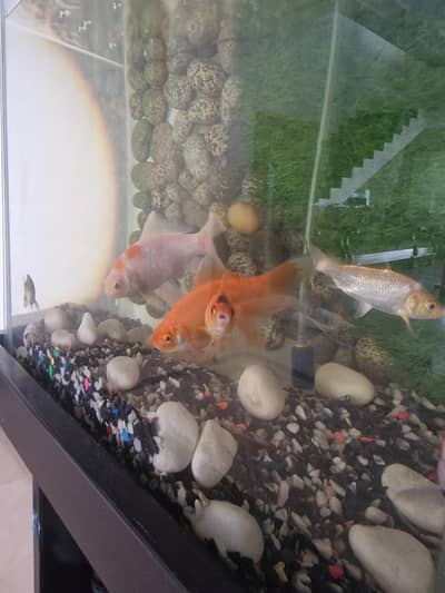 Fish Aquarium