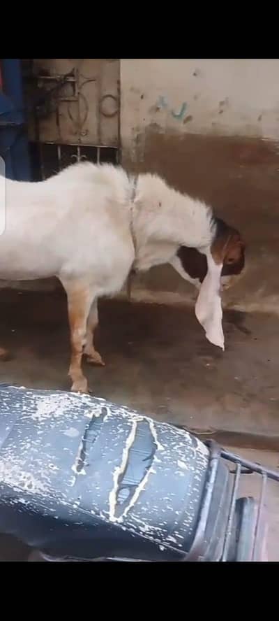 4 DANT ANDO FOR SALE