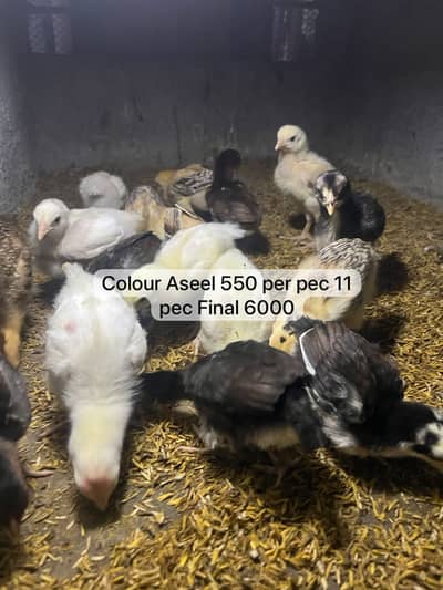 Heera , Qandari , Aseel Chick  Available