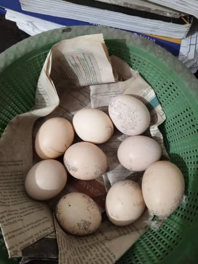 pure Aseel eggs for sale  250 pr egg