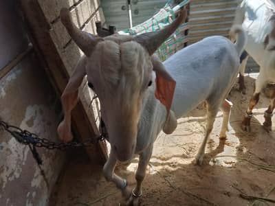 Gulabi Breeder 2 dant only wattsapp 03352562325