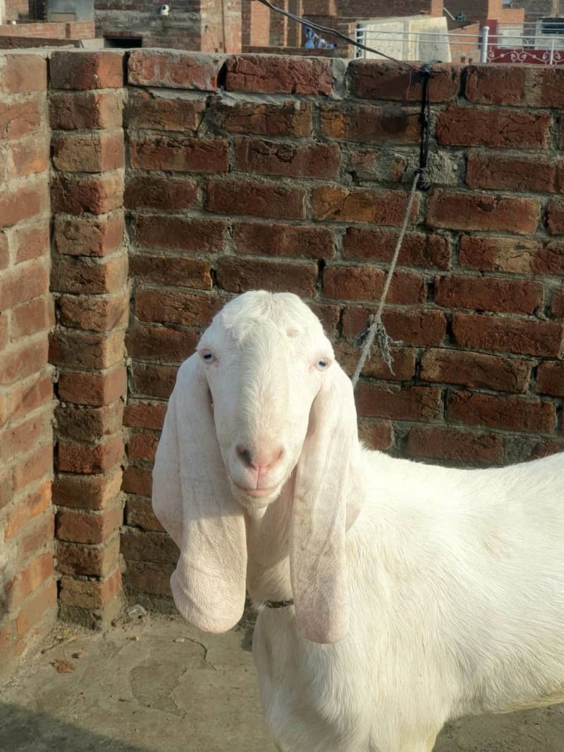 Bakra Eid 2k26 0