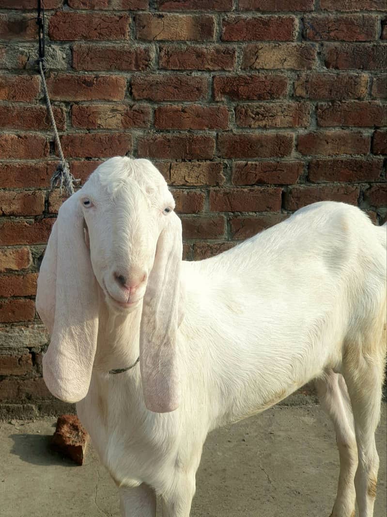 Bakra Eid 2k26 1