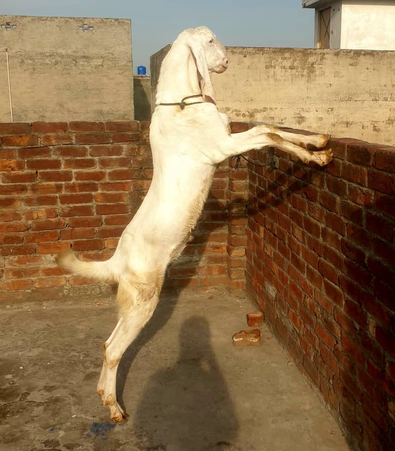 Bakra Eid 2k26 2