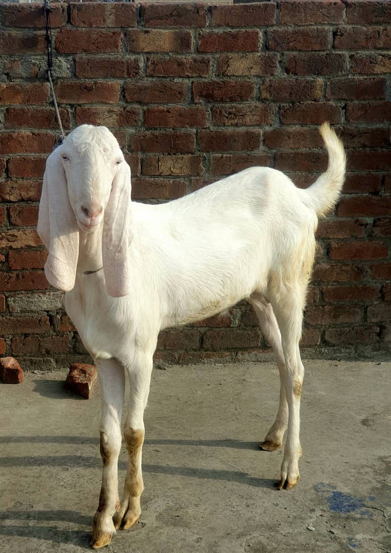 Bakra Eid 2k26 3