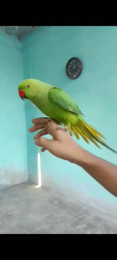 Full Talking Green Indian Ringneck Parrot For Sale 