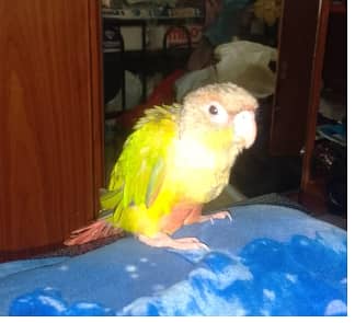 Pineapple Conure for sale