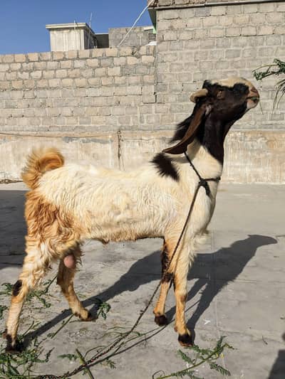4 dant ka Bakra for sale