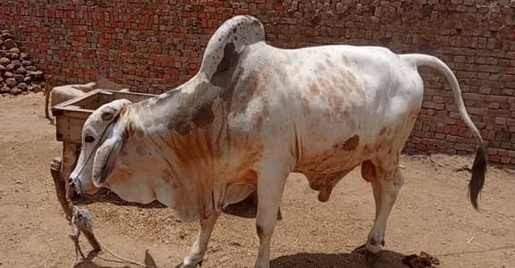 Vcha for sell