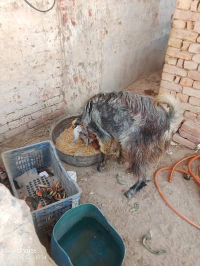 Goat urgent for sale for qurbani