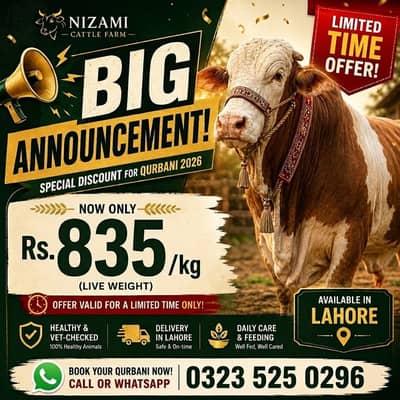 Qurbani Bulls_desi bachra/vacha)Sahiwal & Cholistani_835 Per KG/Lahore