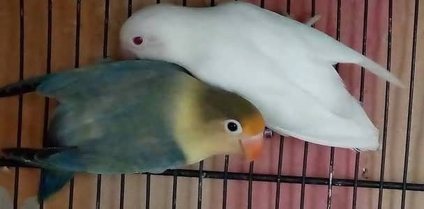 Love birds & Rainbow Budgies