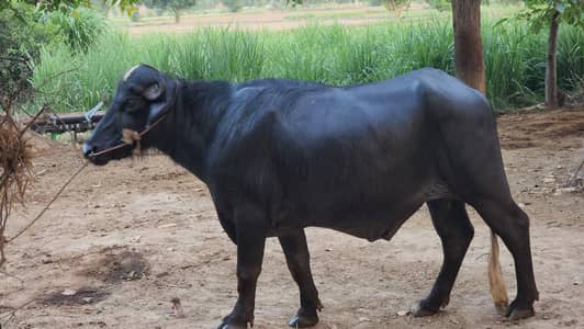 Healthy 3-Year-Old Male Buffalo (Katta) for Sale