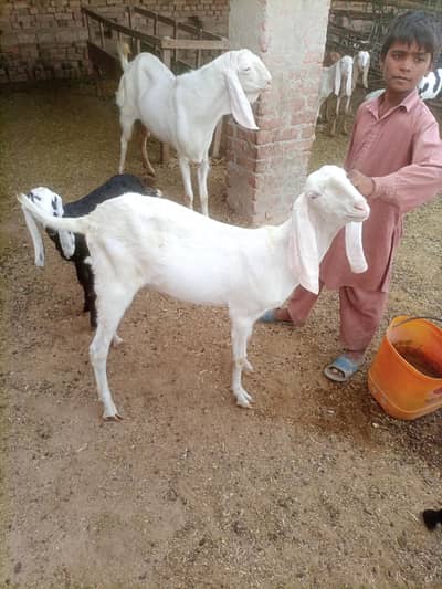 Qurbani k liyea Bakrea