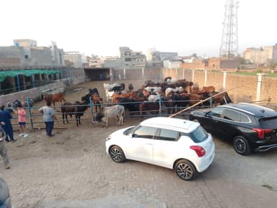 Qurbani Bulls_desi bachra/vacha)Sahiwal & Cholistani_835 Per KG/Lahor