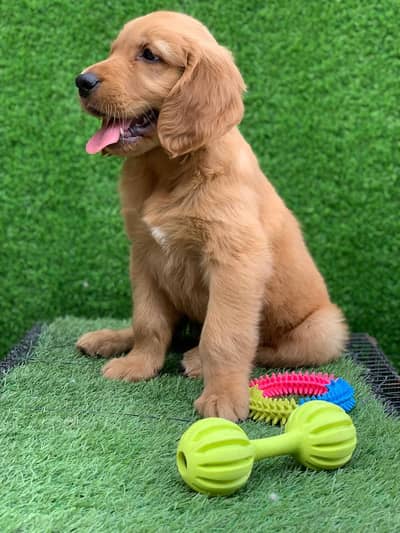 Top Quality All Puppy Breeds Available