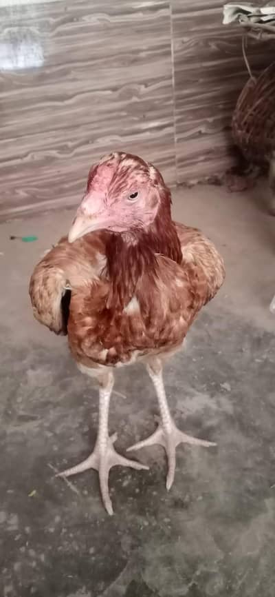 3000 price aseel murgi