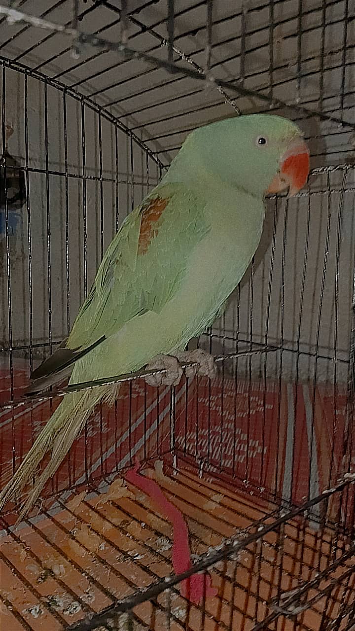 Row parrot 0