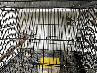 Java, Finches & Doves Full Set for Sale