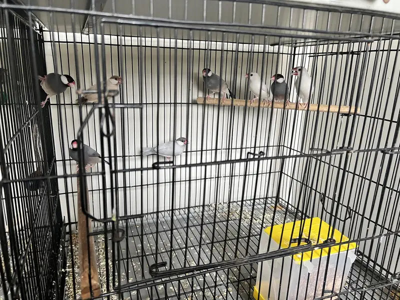 Java, Finches & Doves Full Set for Sale — photo 2
