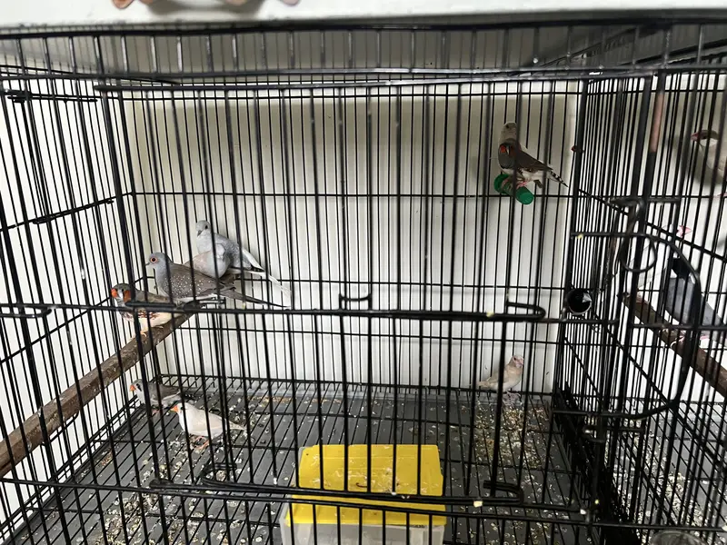 Java, Finches & Doves Full Set for Sale — photo 3