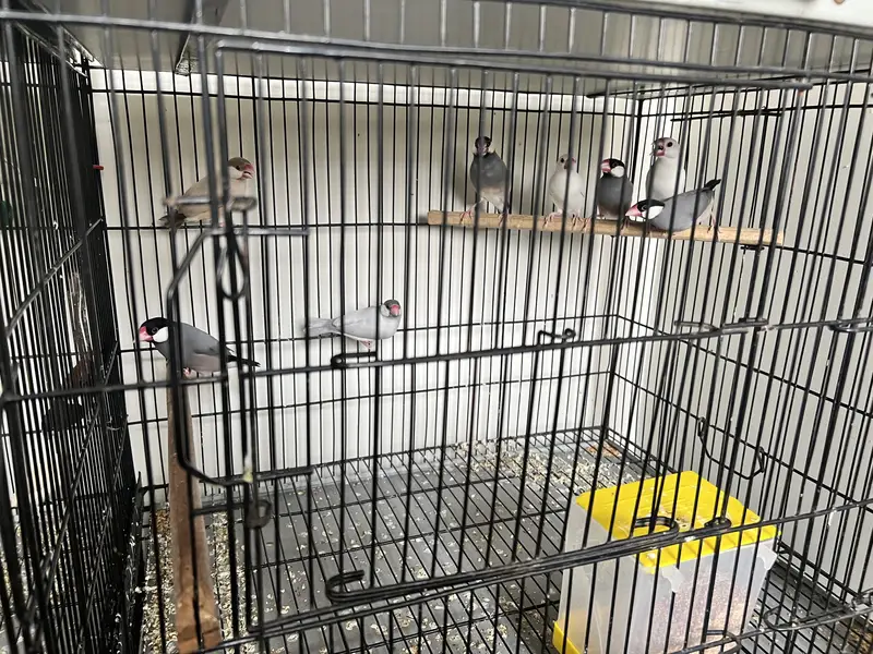 Java, Finches & Doves Full Set for Sale — photo 4