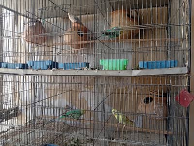 healthy Parrot's pair with cage  for sale