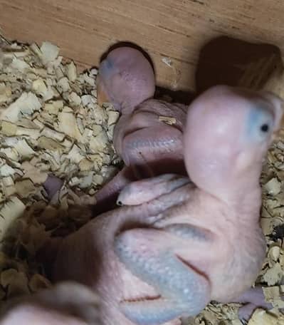 ringneck chicks for sale